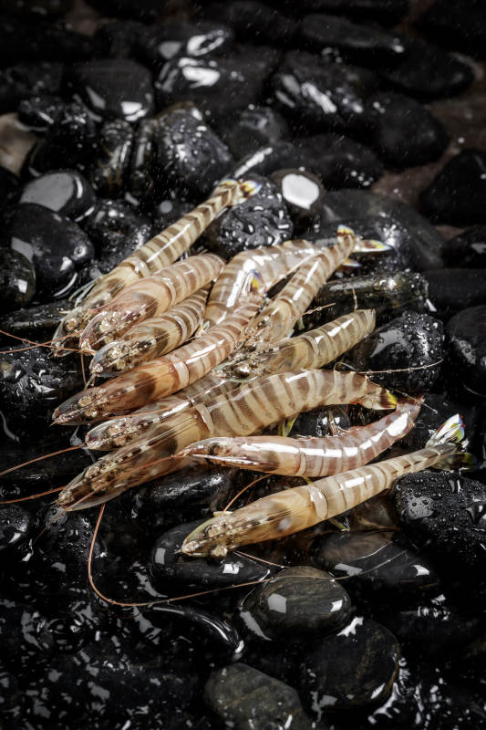 基围虾摆放在布满黑色鹅卵石的水中图片