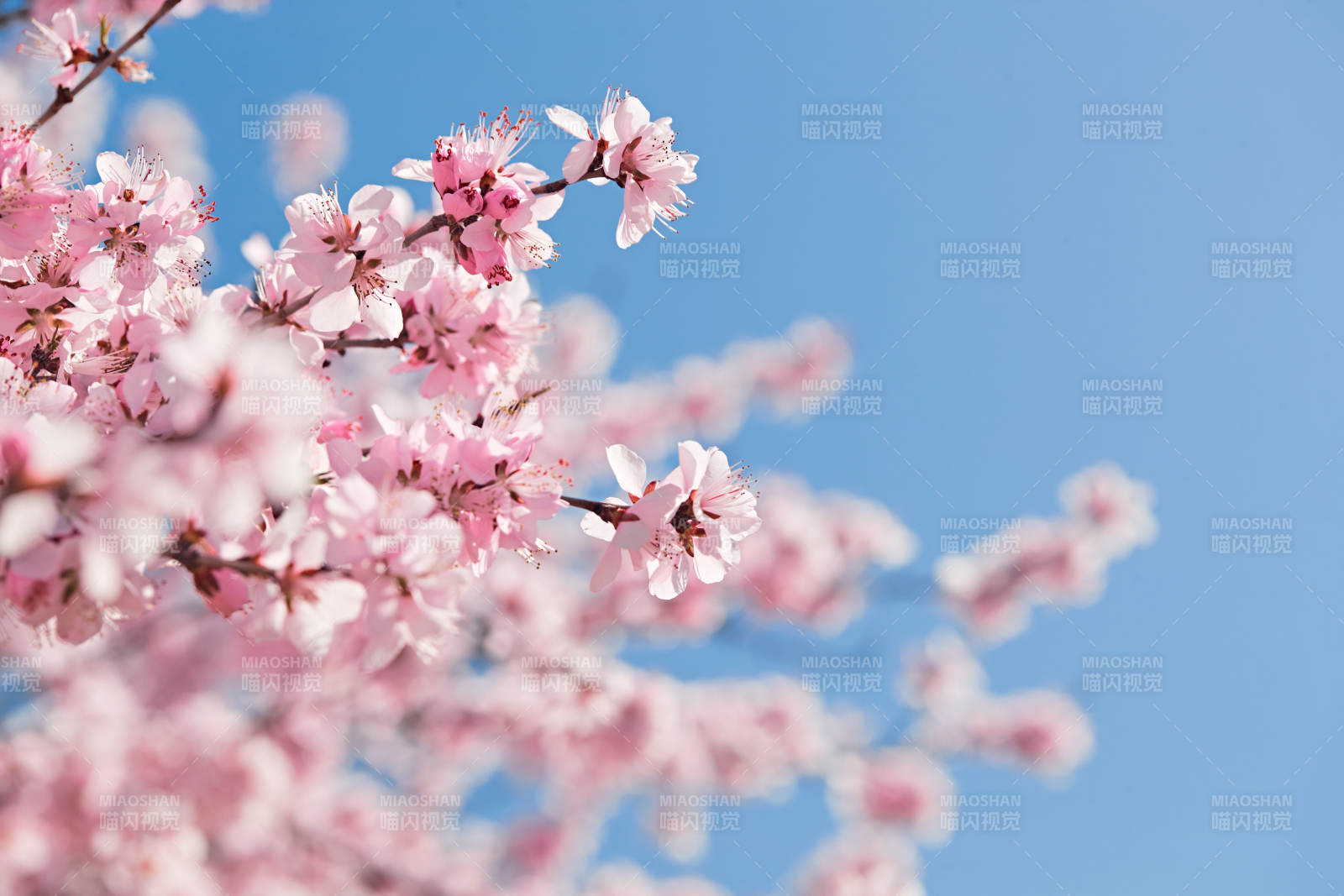 春天户外盛开的桃花图片