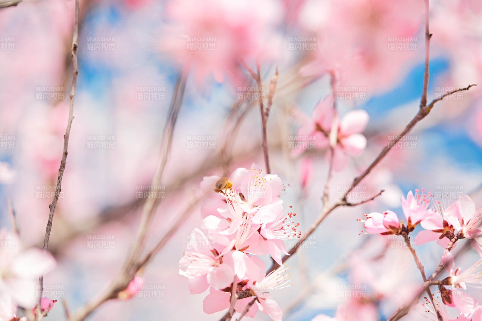 春天在盛开的桃花上忙碌的蜜蜂图片