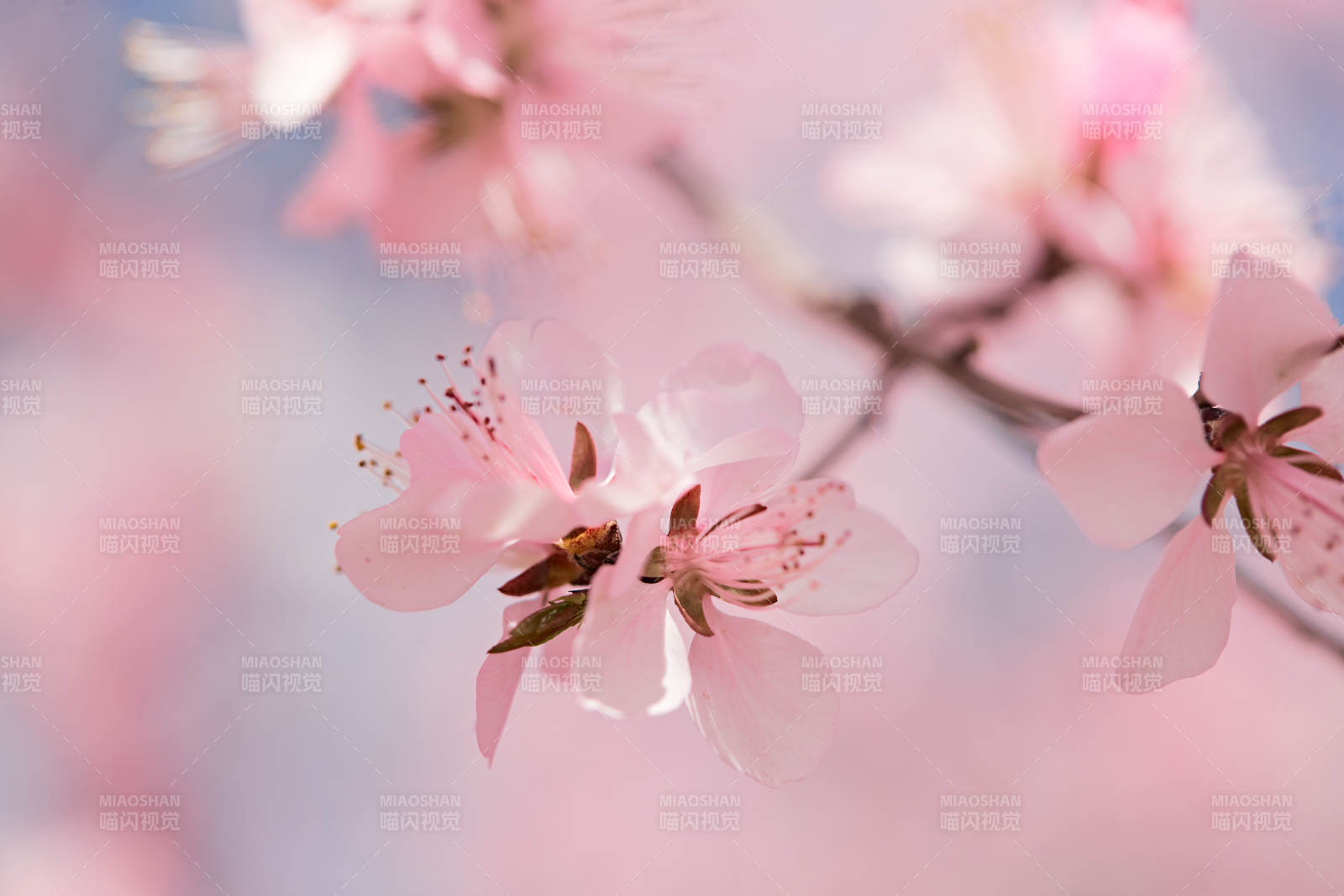 春天户外盛开的桃花图片