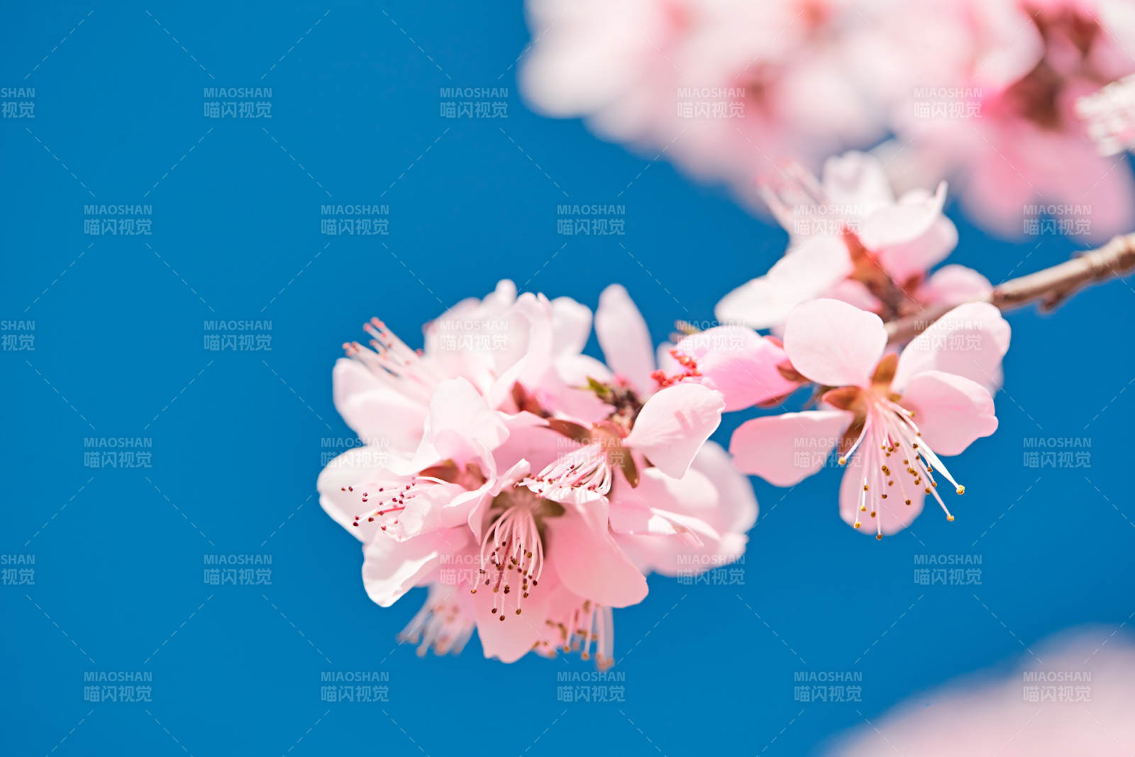 春天户外盛开的桃花图片