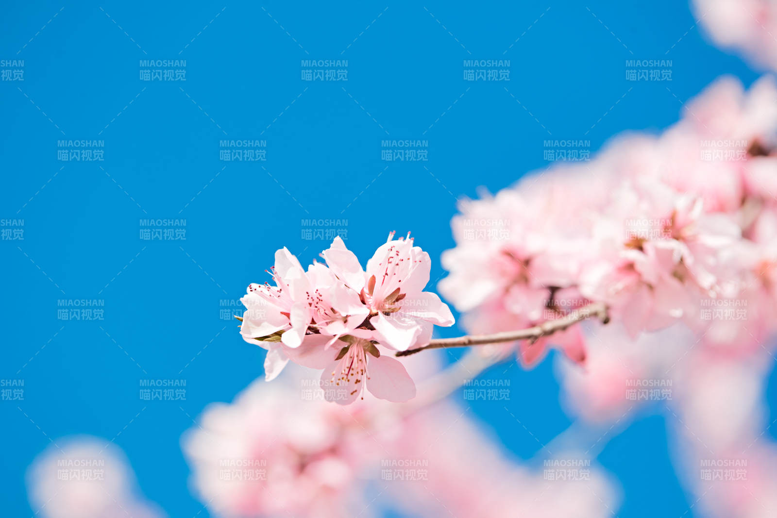 春天户外盛开的桃花图片