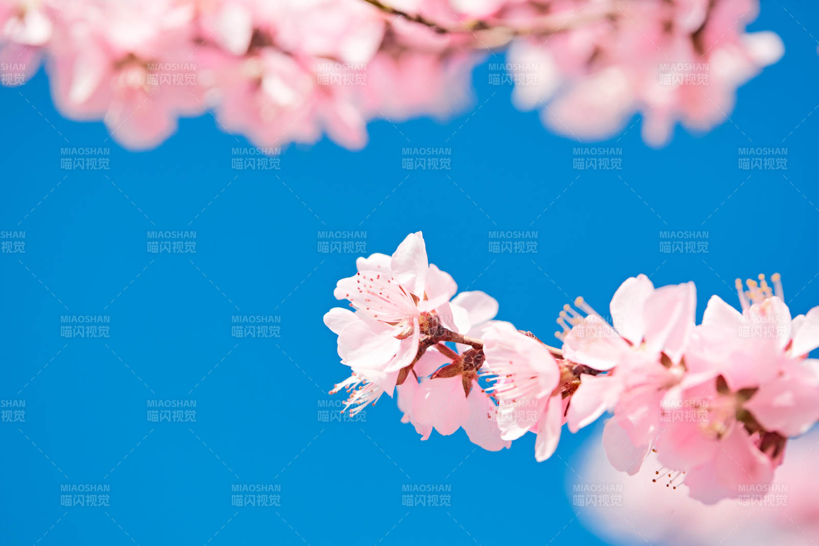 春天户外盛开的桃花图片