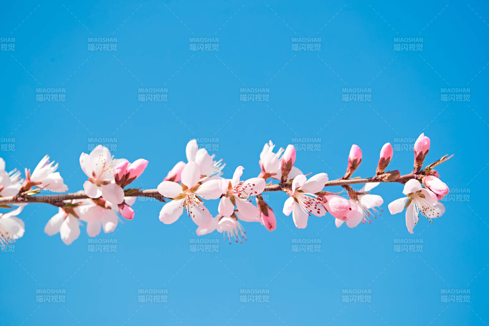 春天户外盛开的桃花图片