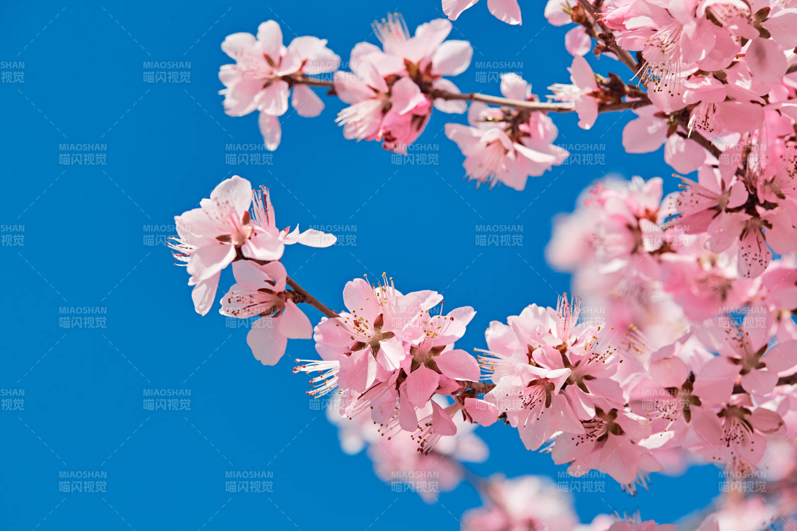 春天户外盛开的桃花图片