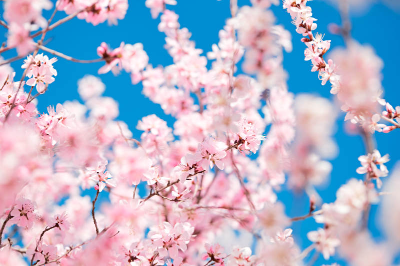 春天户外盛开的桃花图片