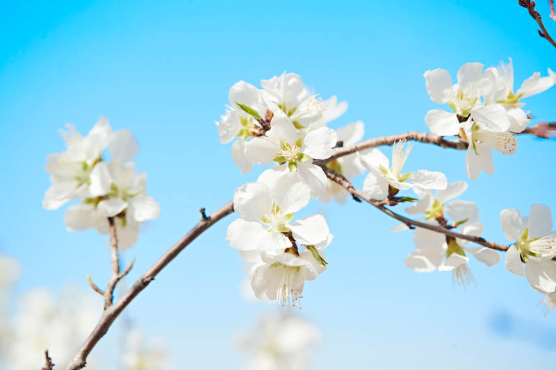 春天户外盛开的桃花图片
