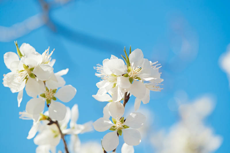 春天户外盛开的桃花图片