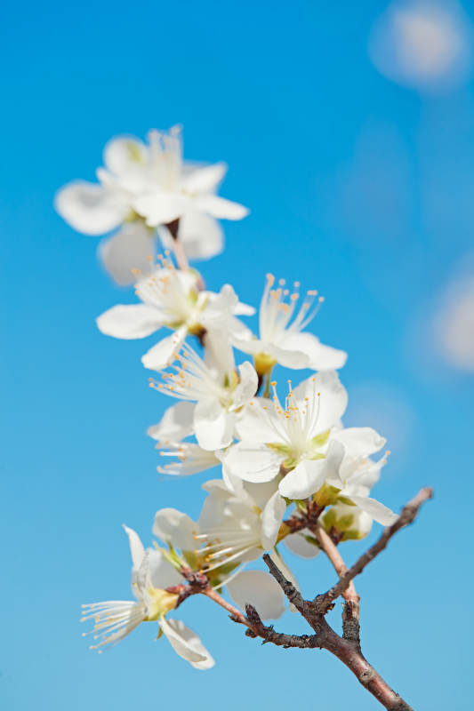 春天户外盛开的桃花图片