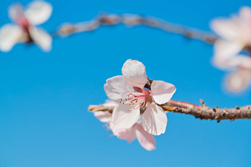 春天户外盛开的桃花图片