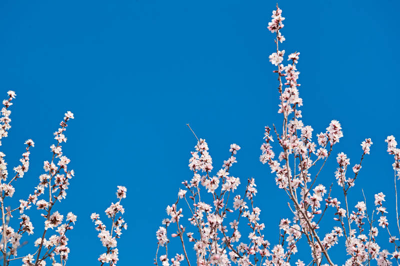 春天户外盛开的桃花图片