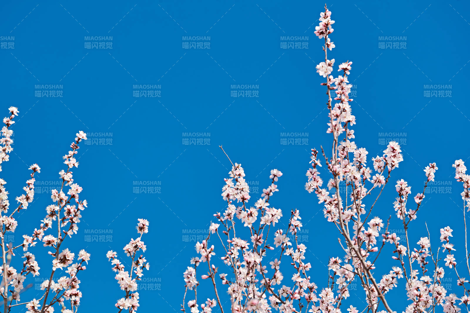 春天户外盛开的桃花图片