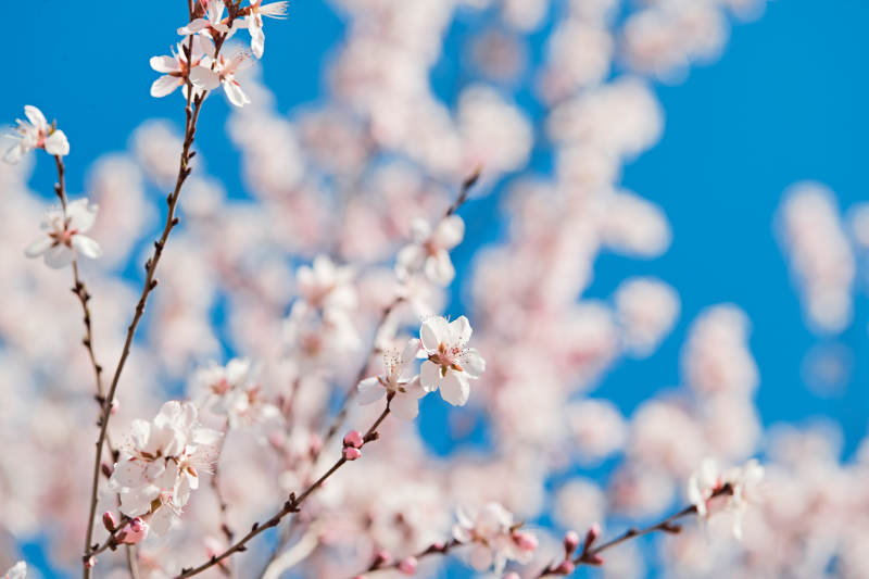 春天户外盛开的桃花图片