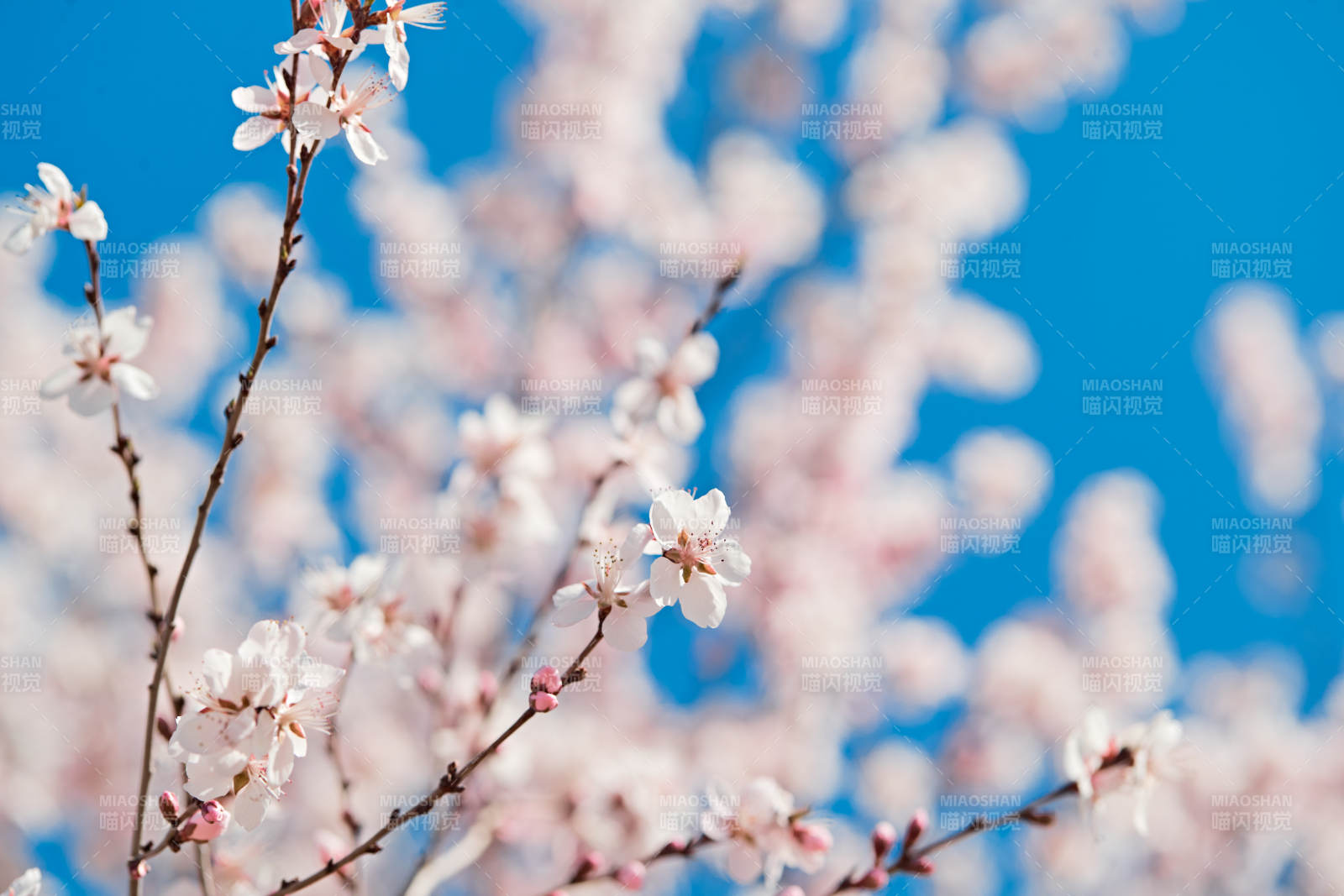 春天户外盛开的桃花图片
