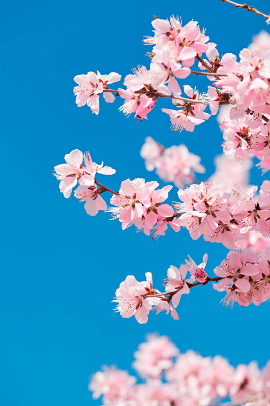 春天户外盛开的桃花图片