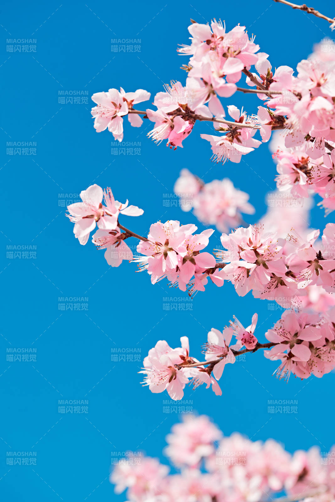 春天户外盛开的桃花图片