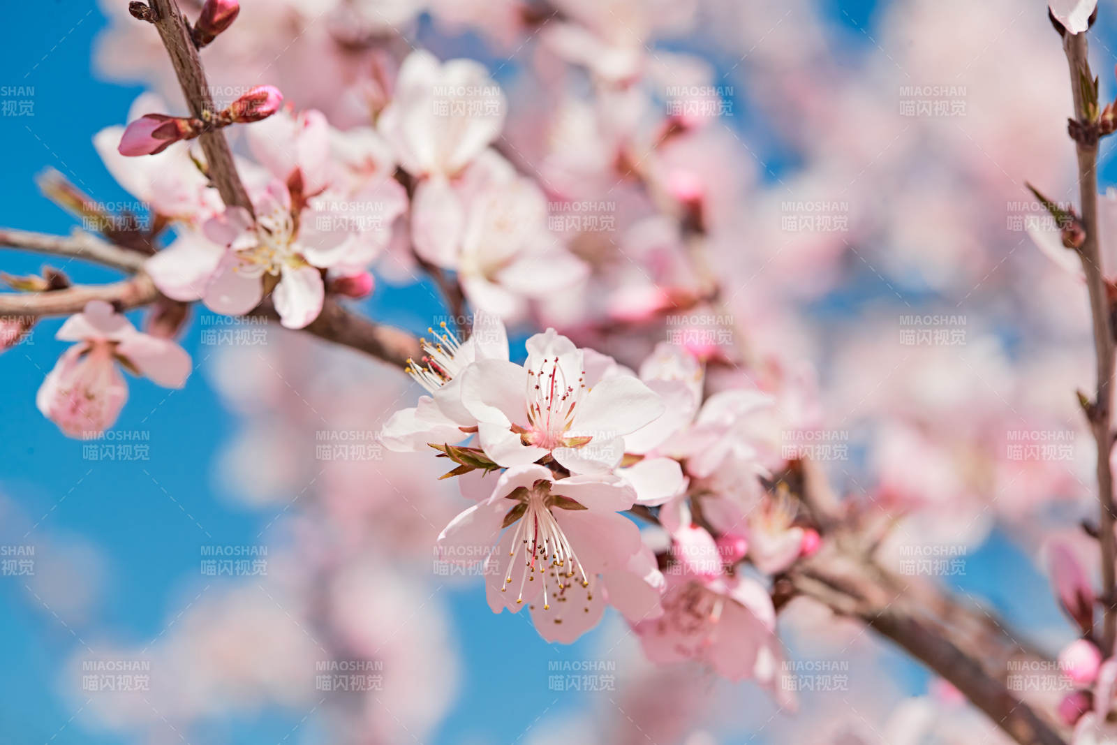 春天户外盛开的桃花图片