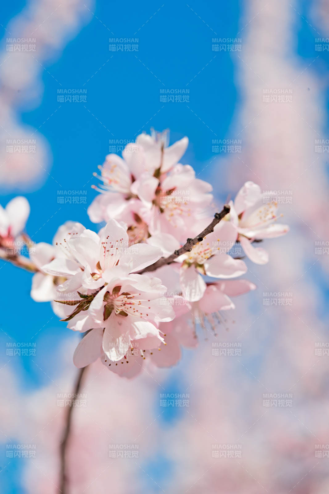 春天户外盛开的桃花图片