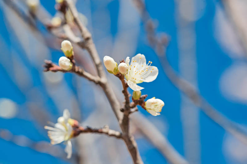 春天户外盛开的桃花图片