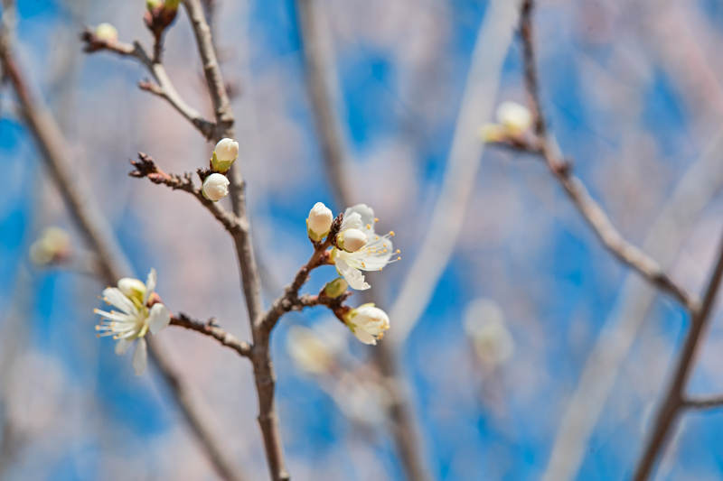 春天户外盛开的桃花图片