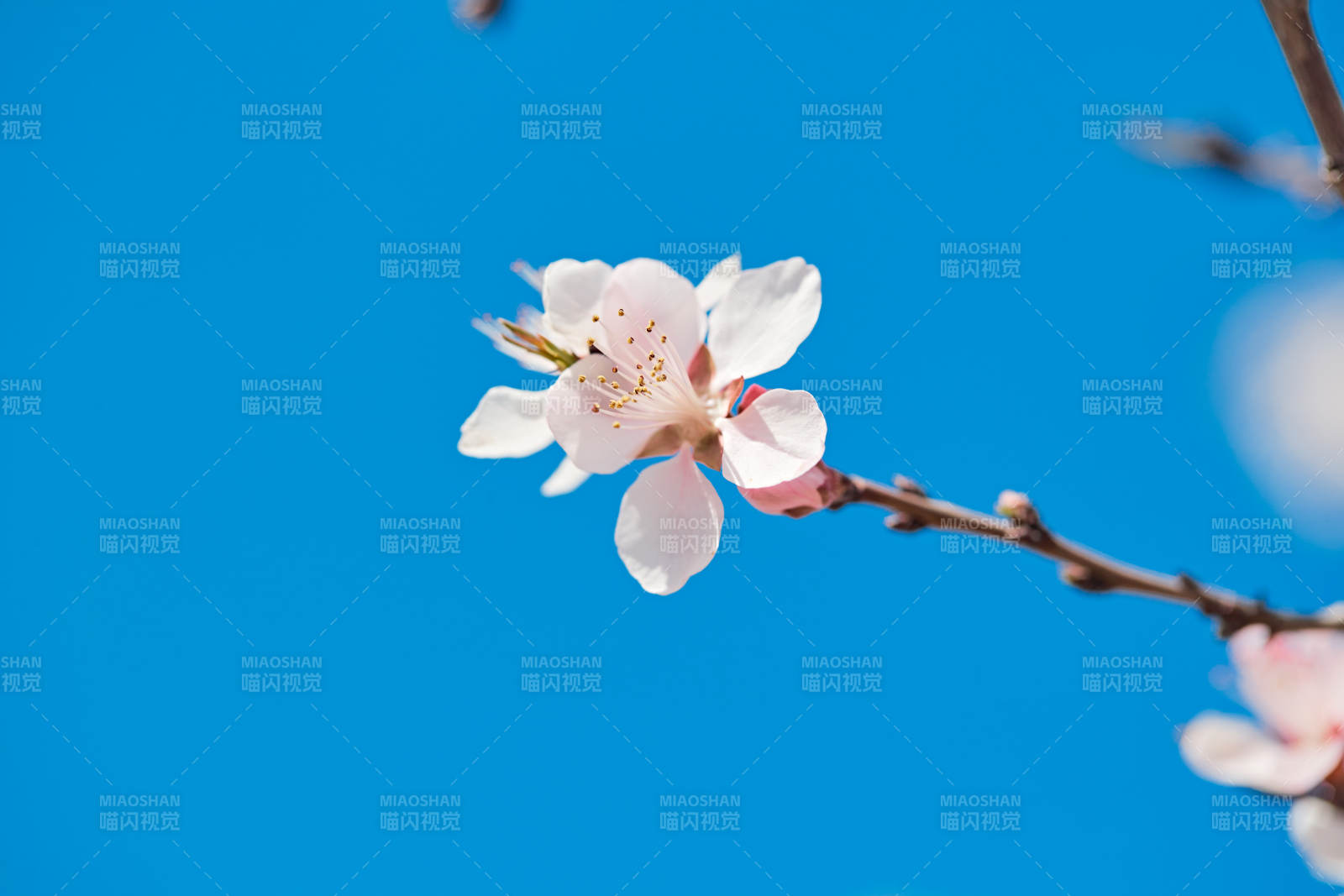 春天户外盛开的桃花图片