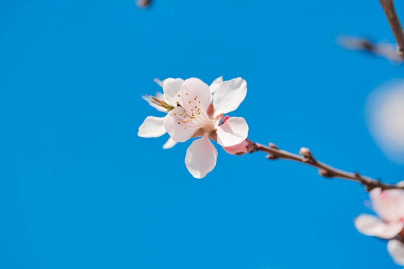 春天户外盛开的桃花图片