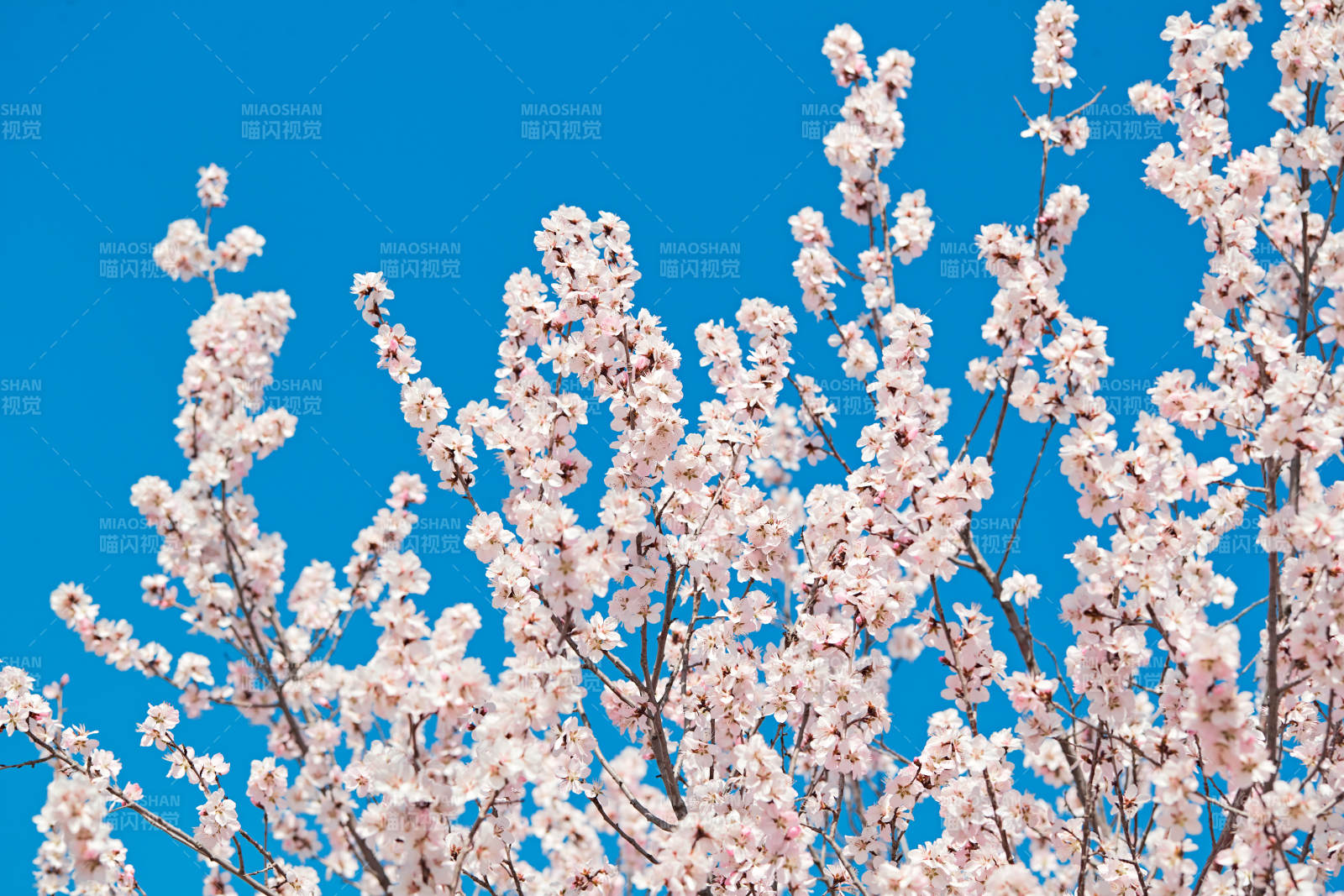 春天户外盛开的桃花图片