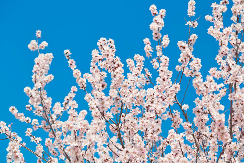 春天户外盛开的桃花图片