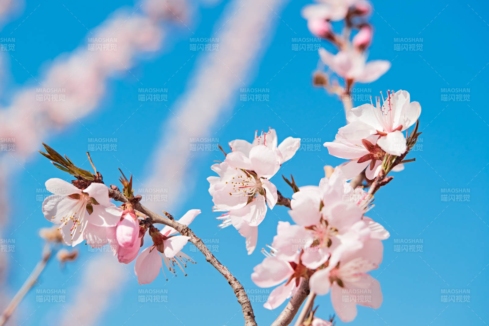 春天户外盛开的桃花图片