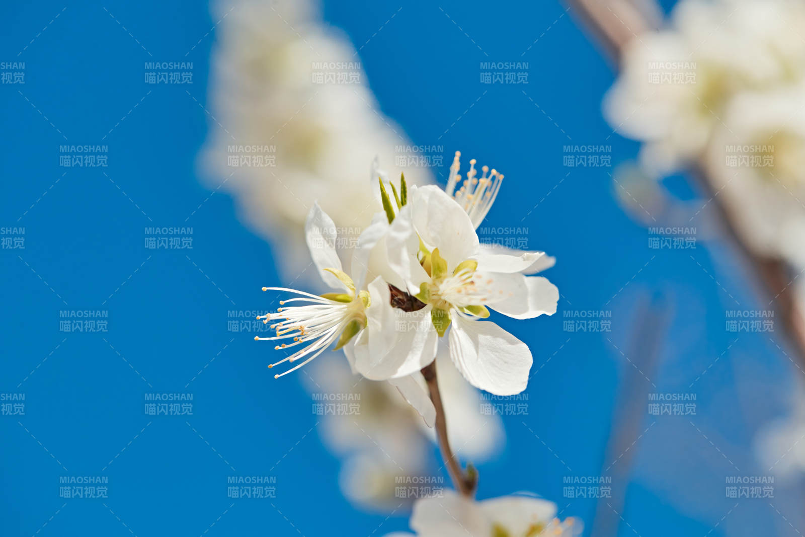 春天户外盛开的桃花图片