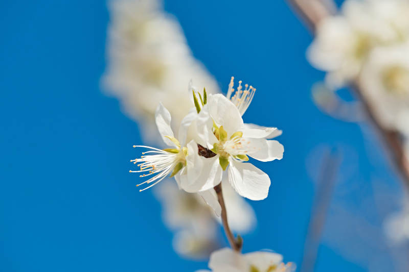 春天户外盛开的桃花图片