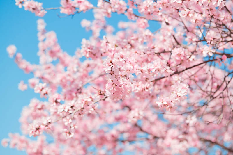 春天户外盛开的桃花图片