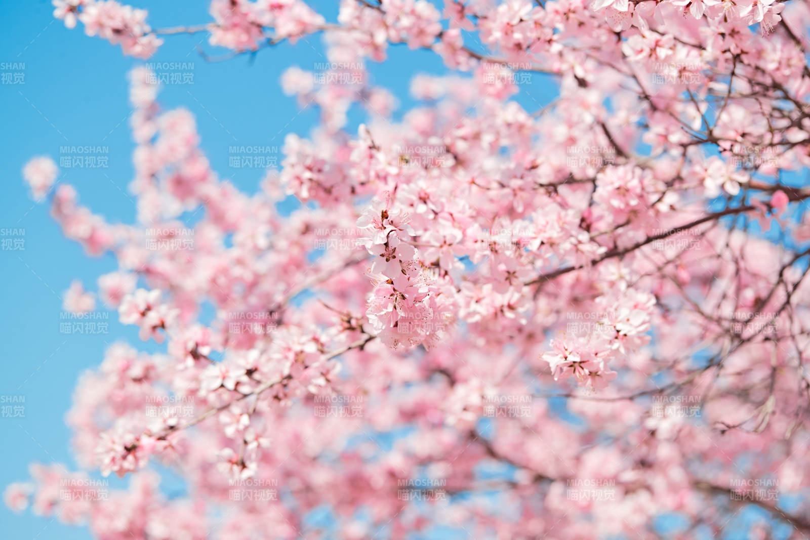 春天户外盛开的桃花图片