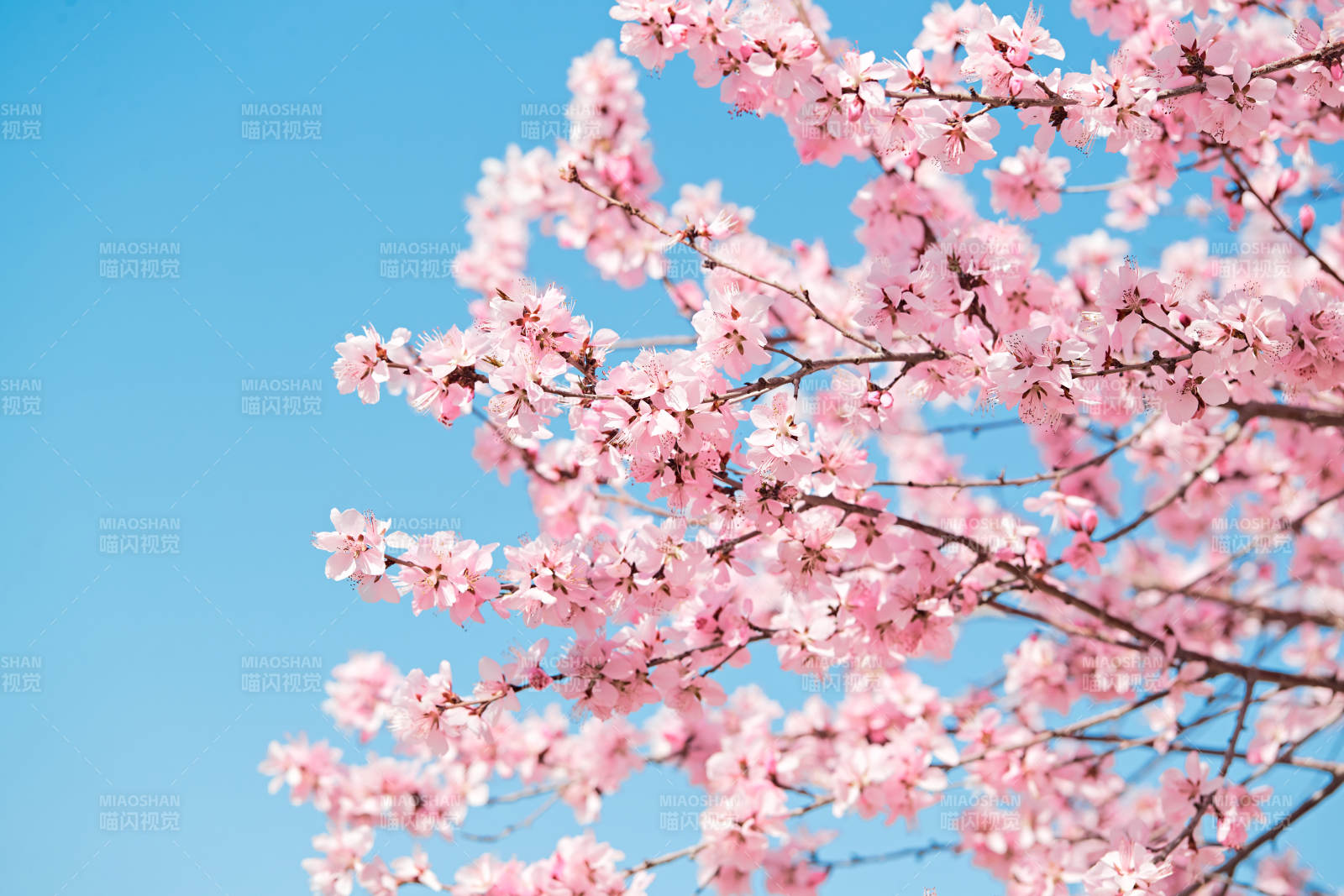 春天户外盛开的桃花图片