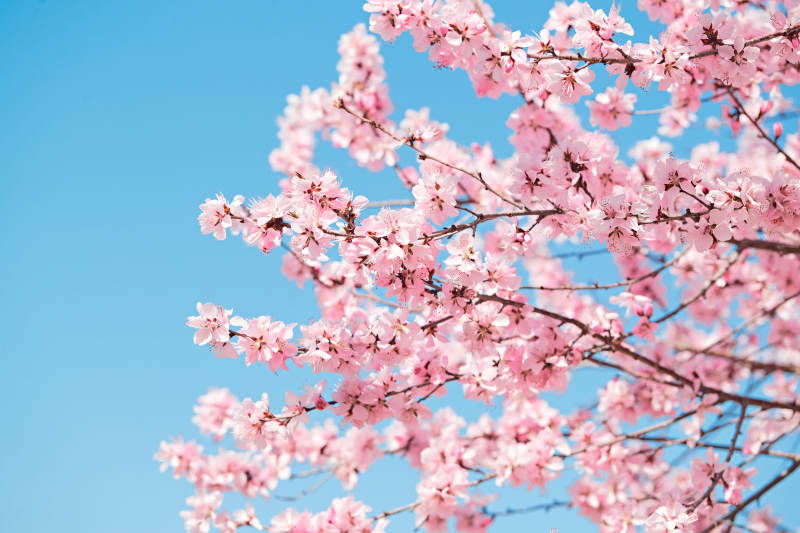 春天户外盛开的桃花图片