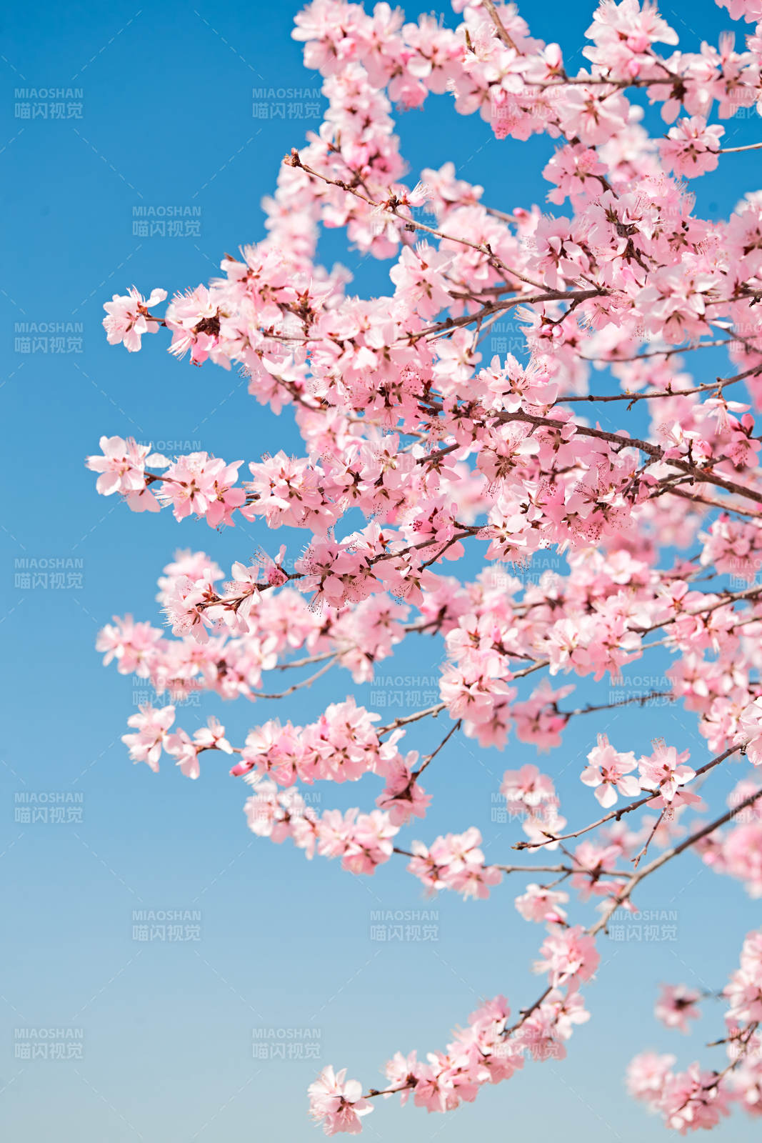 春天户外盛开的桃花图片