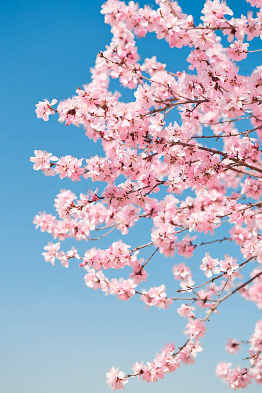 春天户外盛开的桃花图片