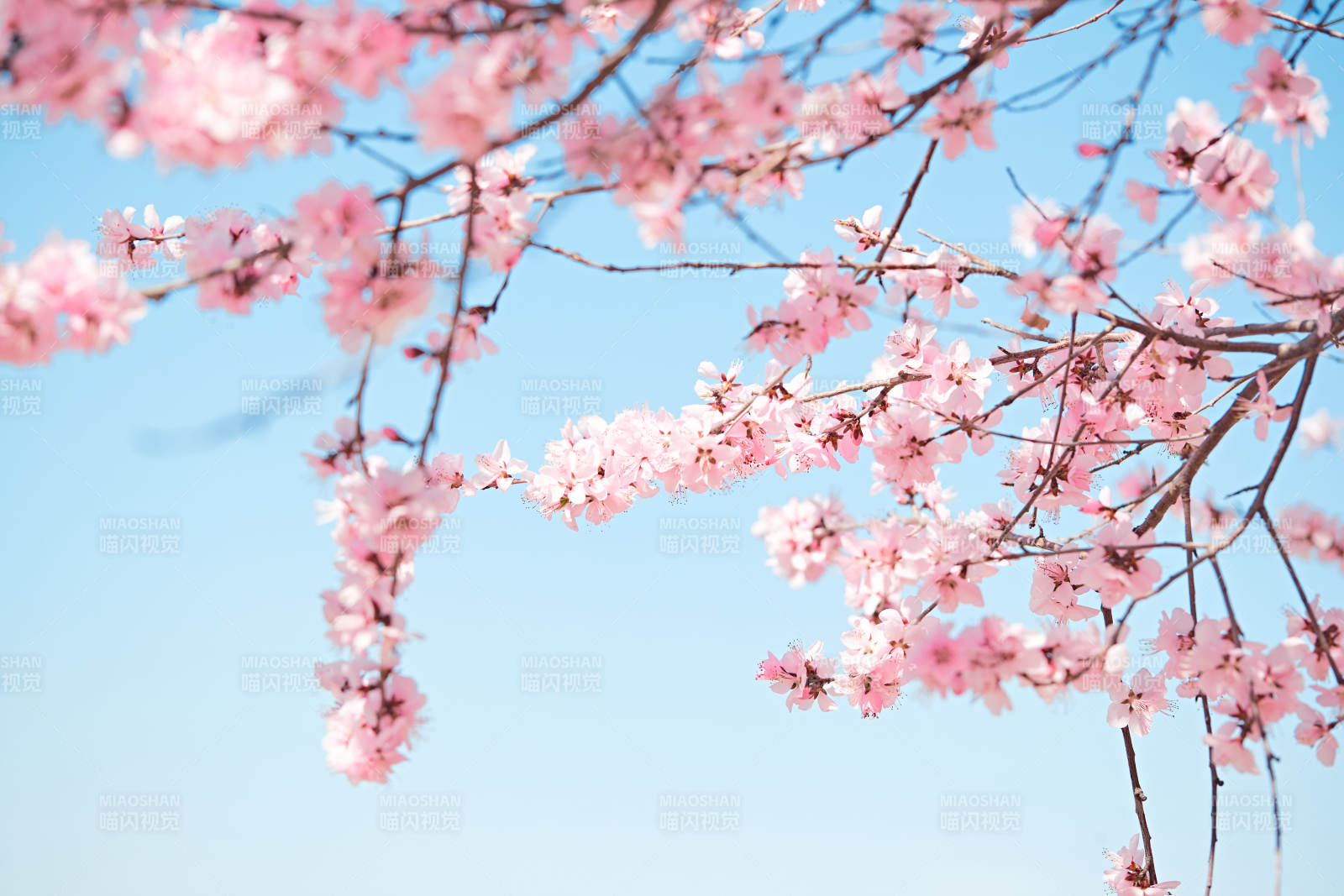 春天户外盛开的桃花图片