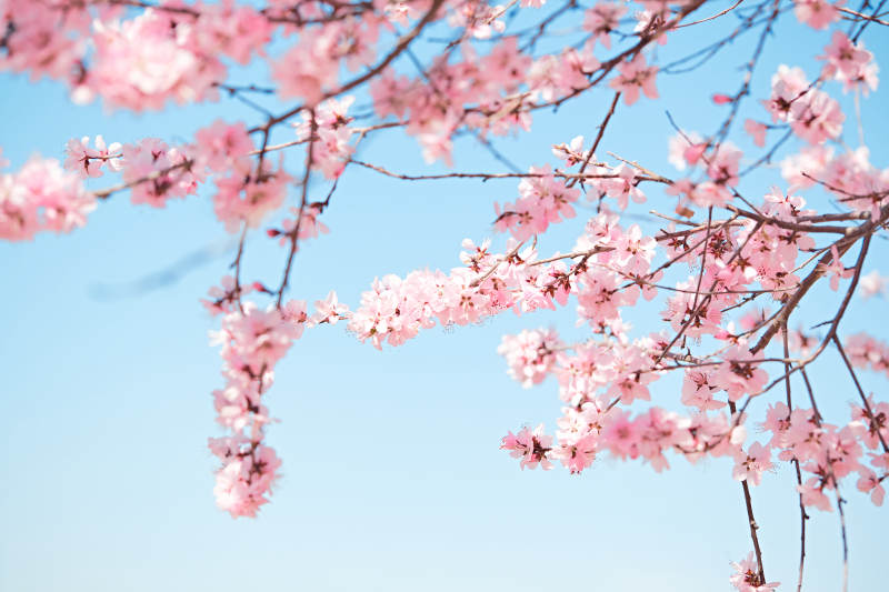 春天户外盛开的桃花图片