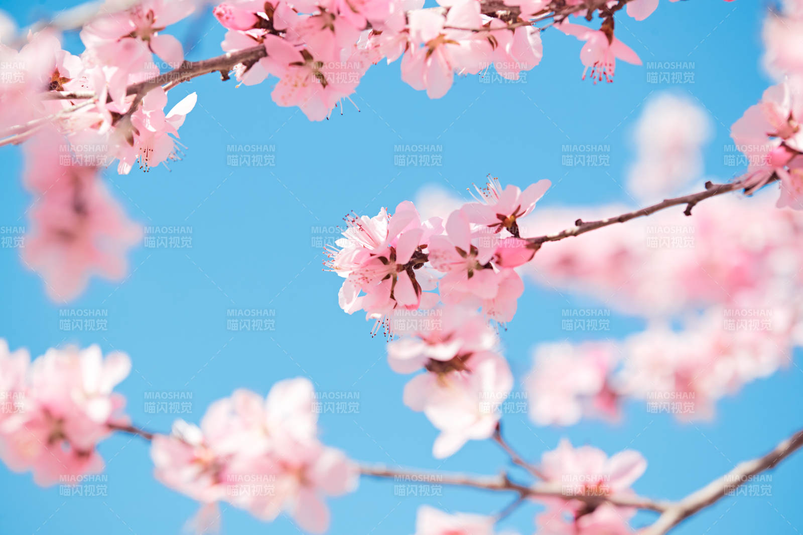 春天户外盛开的桃花图片