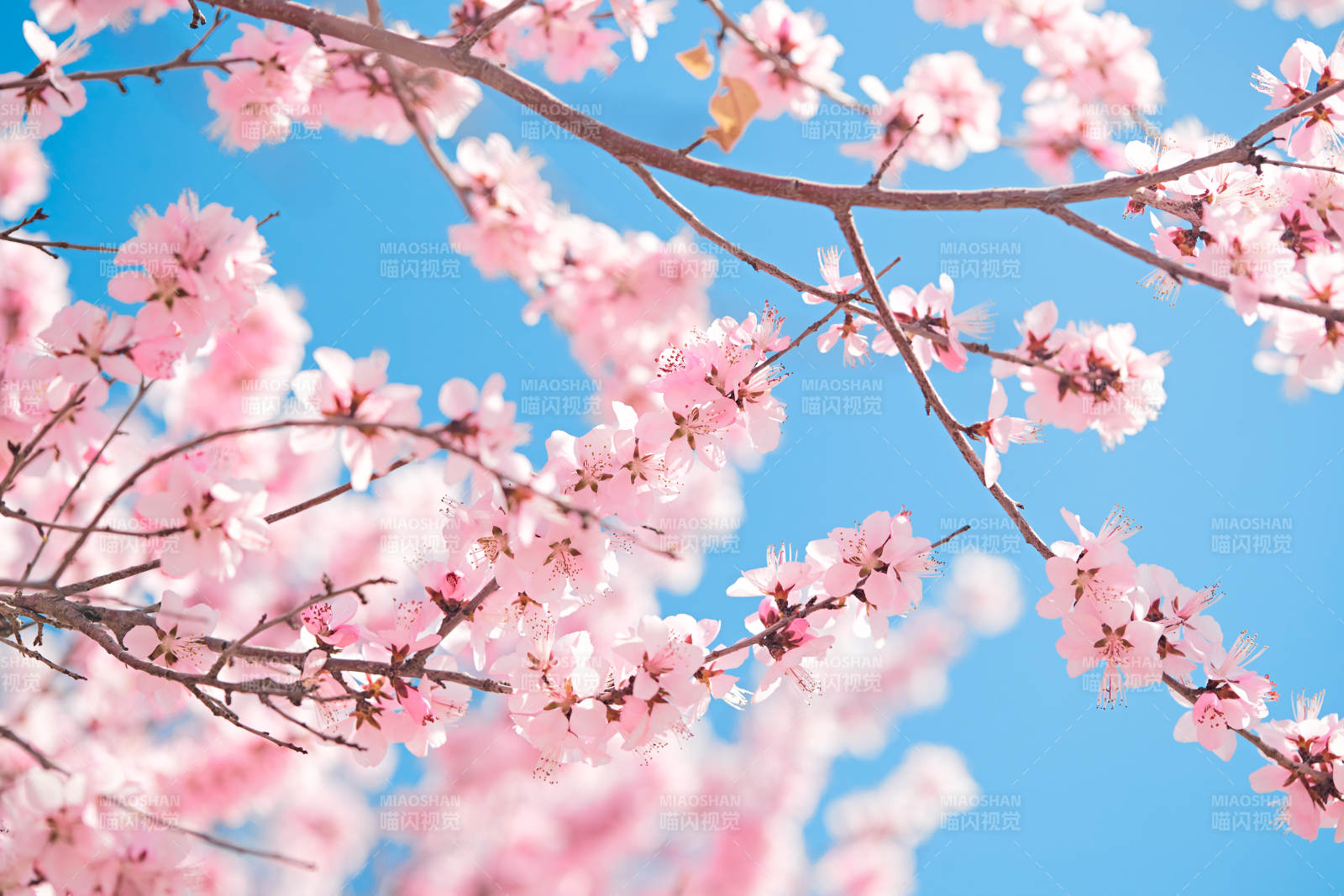 春天户外盛开的桃花图片