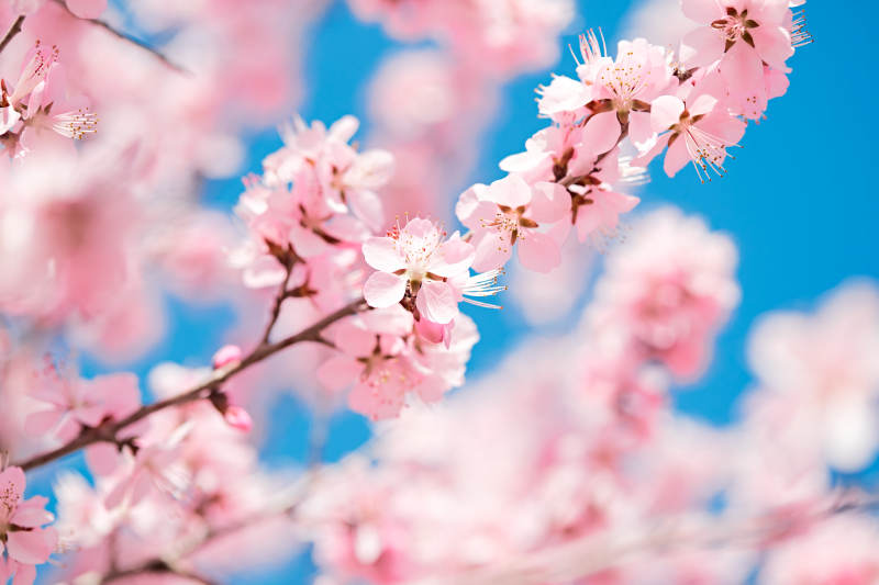 春天户外盛开的桃花图片