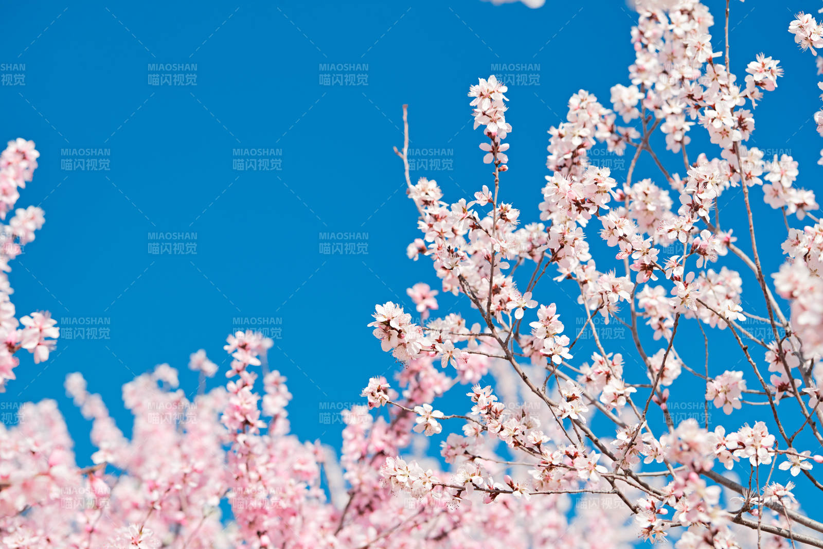 春天户外盛开的桃花图片