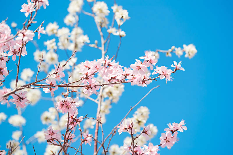 春天户外盛开的桃花图片