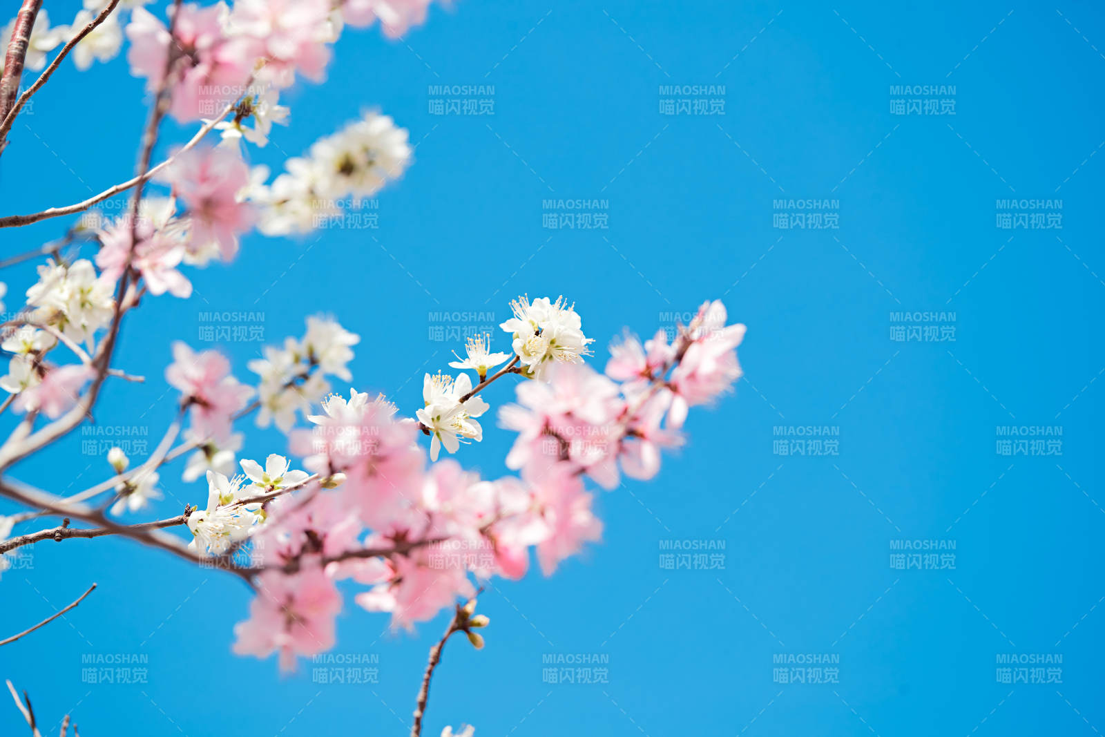 春天户外盛开的桃花图片