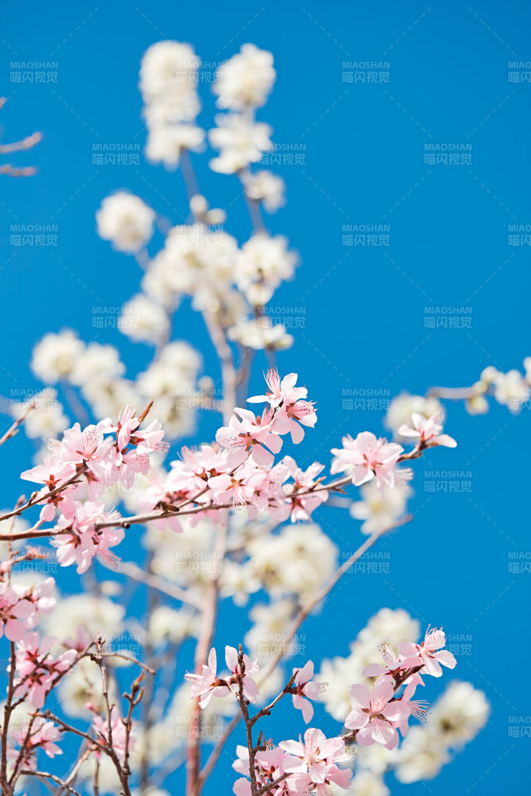 春天户外盛开的桃花图片