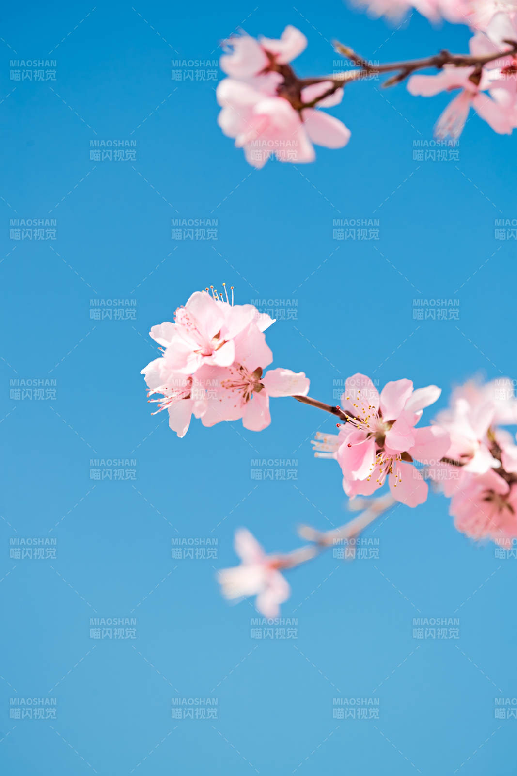 春天户外盛开的桃花图片