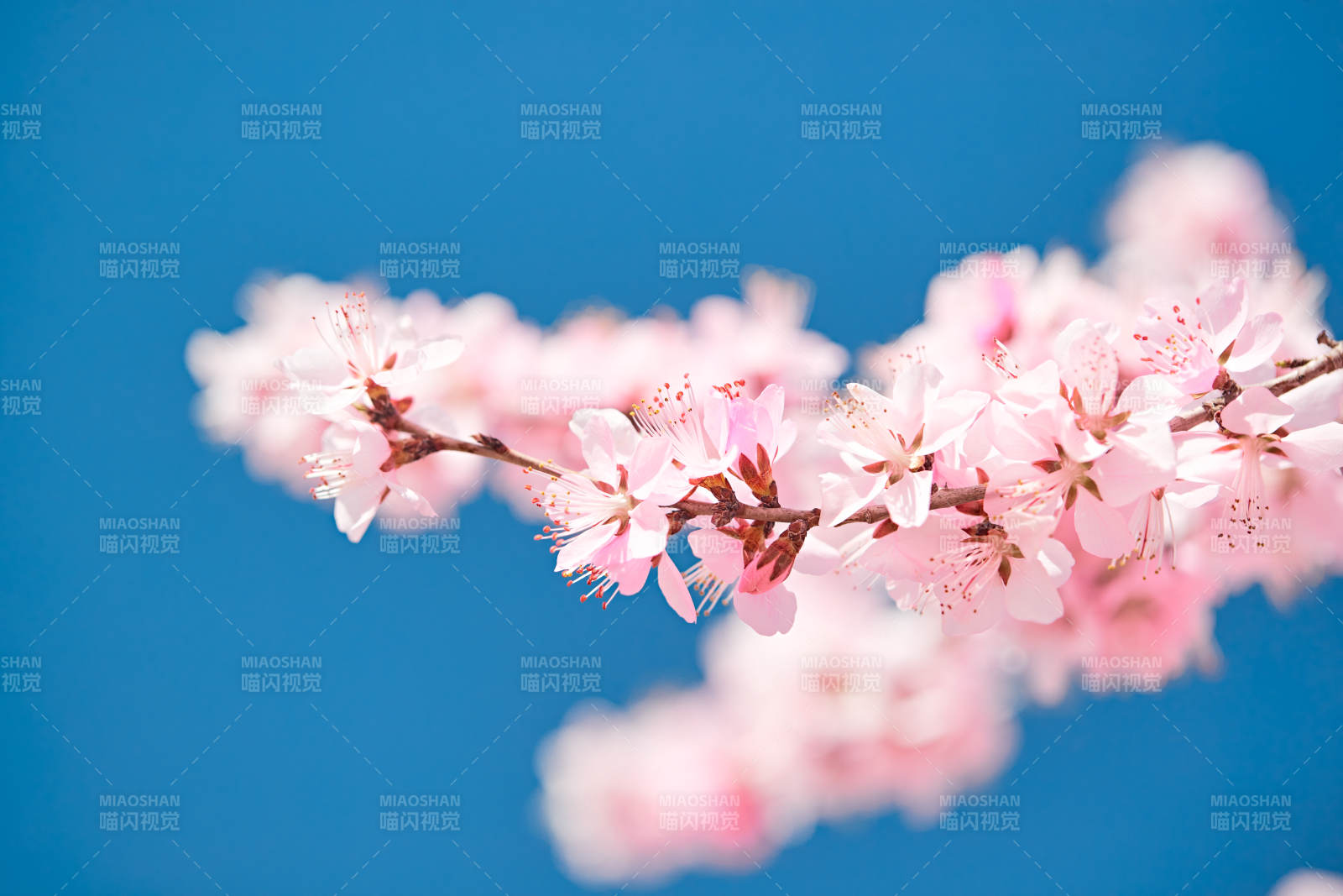 春天户外盛开的桃花图片