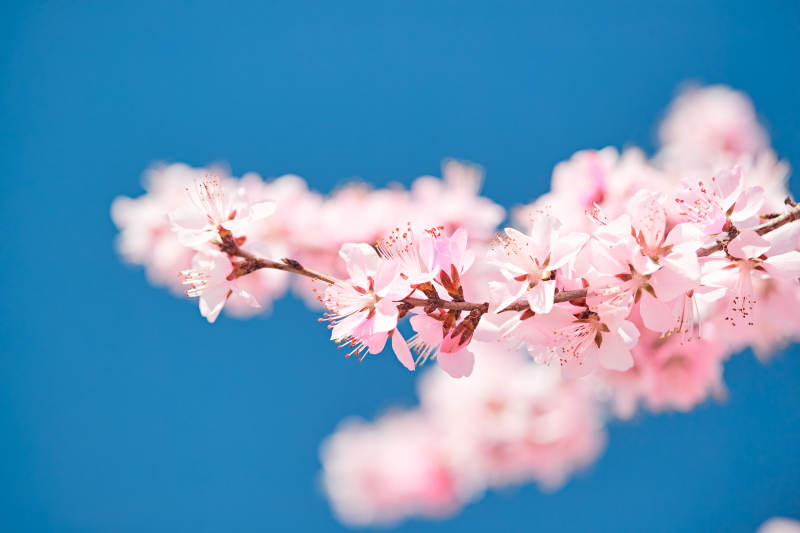 春天户外盛开的桃花图片