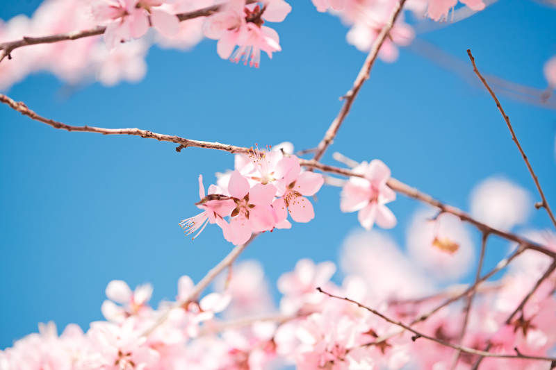 春天户外盛开的桃花图片